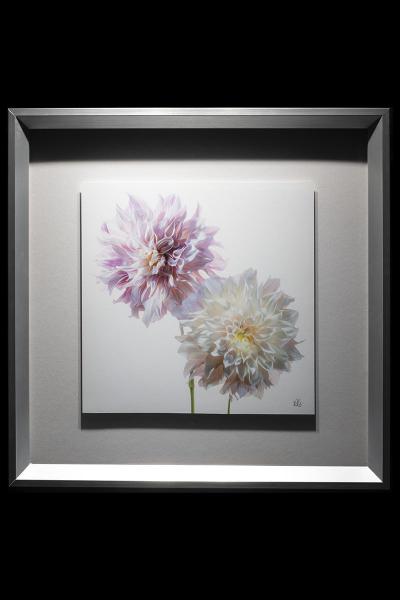 Pink and White Dahlia Framed picture