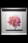 Wildwood Marie Dahlia Framed