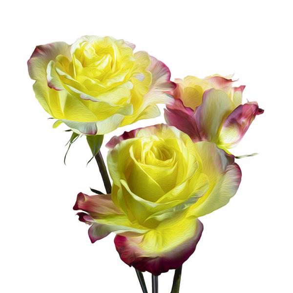 Yellow and Red Rose Trio picture