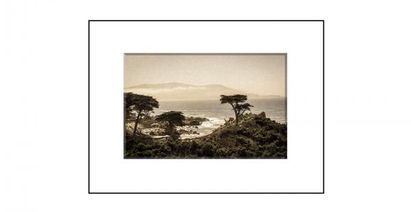 The Lone Cypress picture