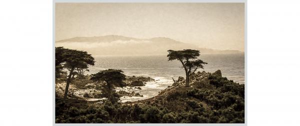 The Lone Cypress