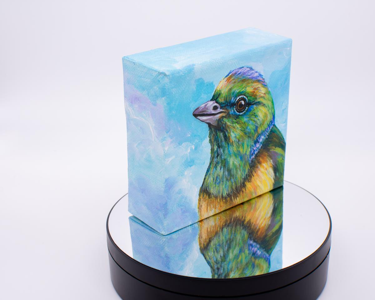 Blue-naped Bird picture