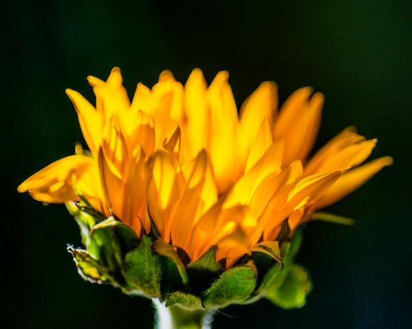 Glowing Sunflower picture