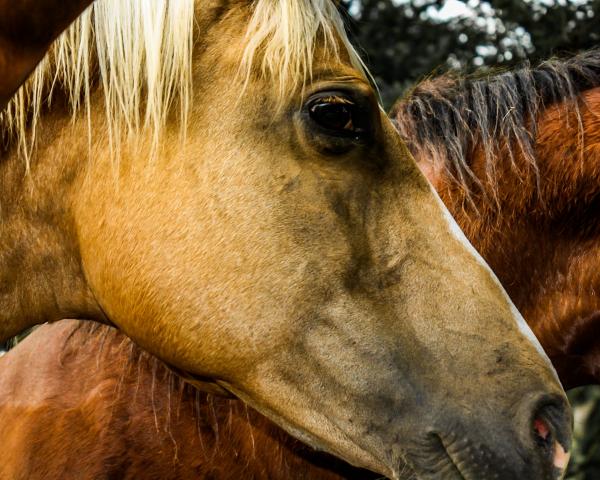 Horse Hair picture