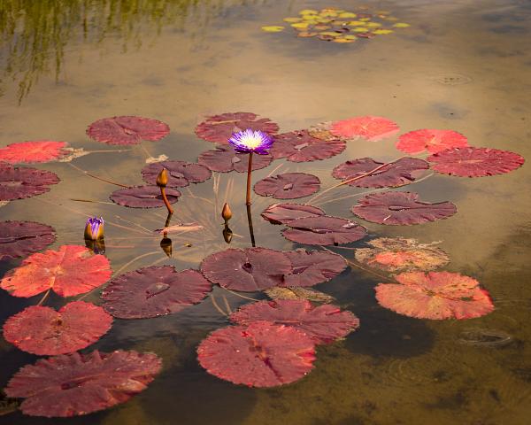 Purple Lily picture