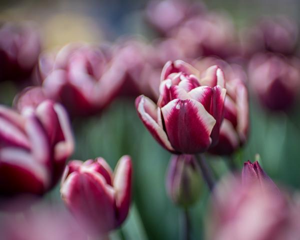 Purple & White Tulips