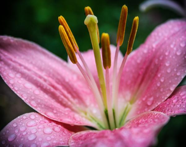 Water Drops on Pink Lily