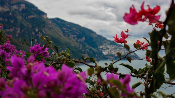 Flowers of Positano picture