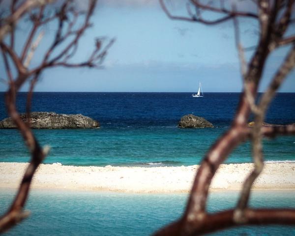 Boat Through the Trees picture