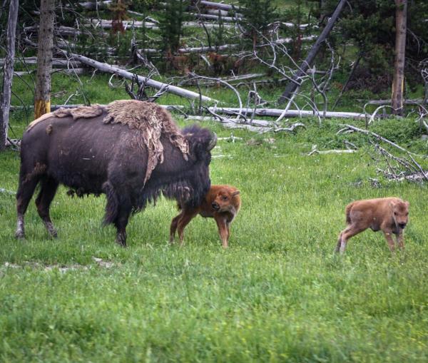 Baby Bison