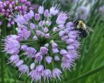 Bee on Purple