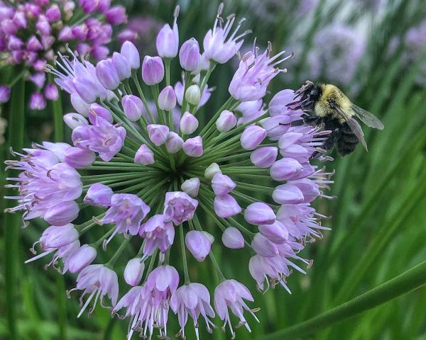 Bee on Purple picture