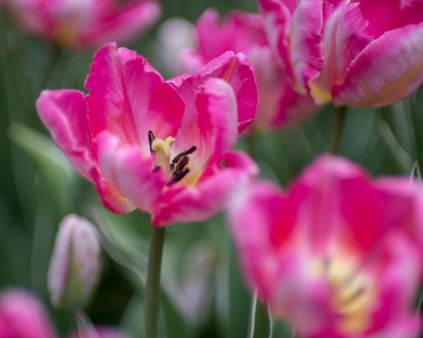 Fringed Pink Tulip picture