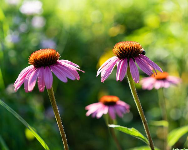 Pair of Coneflowers picture