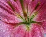 Pink Lily & Raindrops Closeup