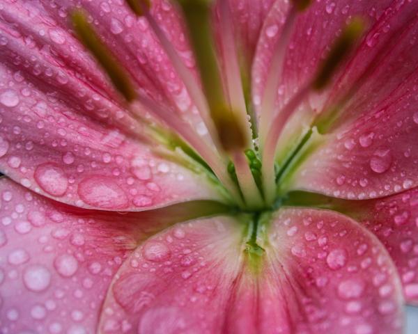 Pink Lily & Raindrops Closeup