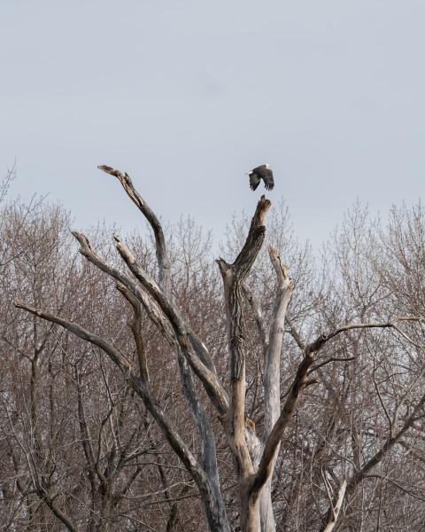 The Perching Tree