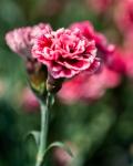 Red Bouquet