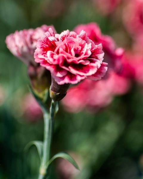 Red Bouquet