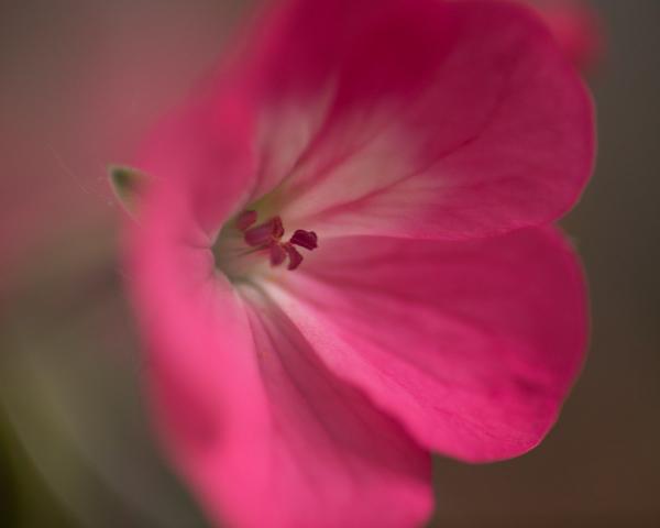 Fuchsia Flower