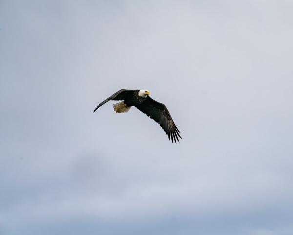 Perfect Flight picture