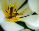 Bee on Tulip