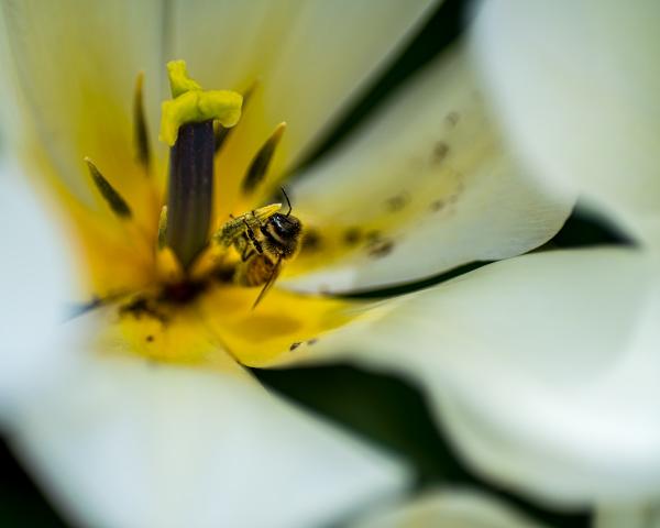 Bee on Tulip picture