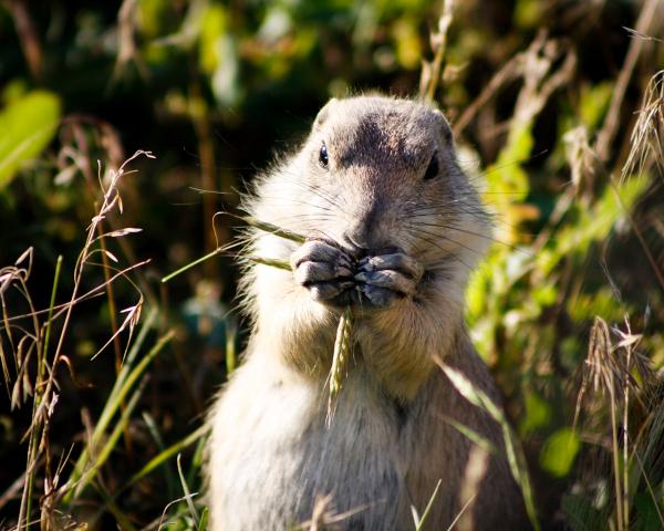 Billy Joe the Prairie Dog