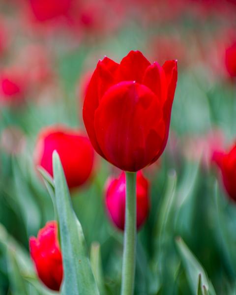 Red Tulips