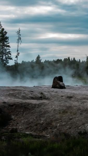 Bison in the Mists - Tall picture