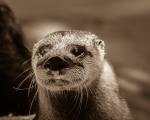 Otter Sepia