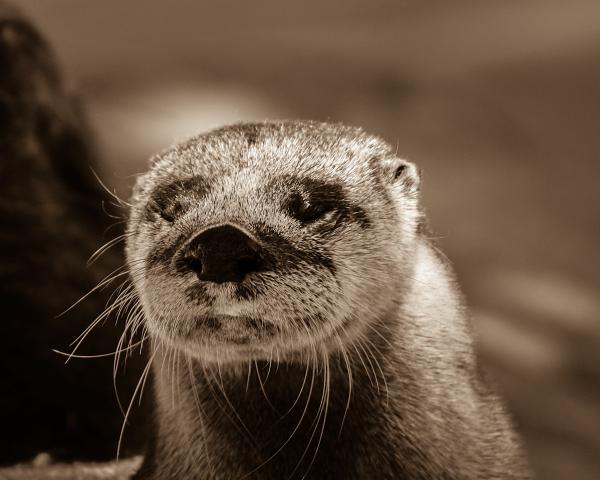 Otter Sepia picture