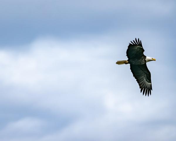 Flying Through Blue Skies