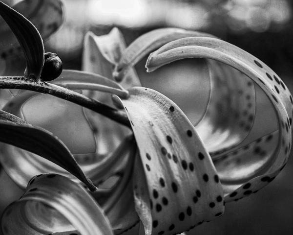 Tiger Lily BW picture