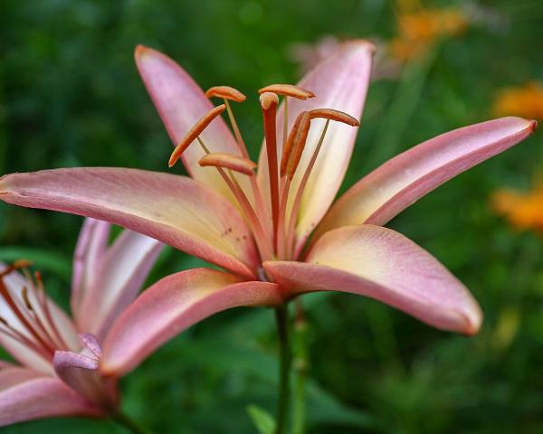Pink Lily in the Garden