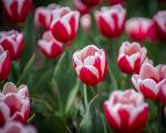 Red & White Tulips