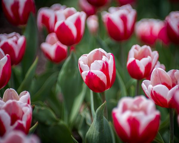 Red & White Tulips picture