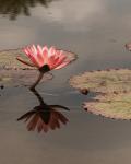 Pink Water Lily