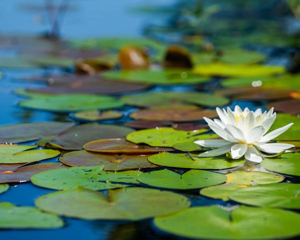 White Water Lily