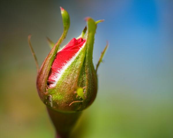 Rose Bud