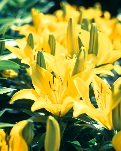 Soft Yellow Lilies