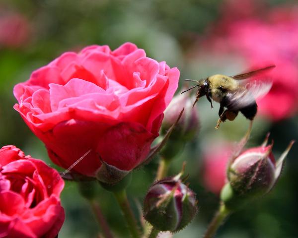 Rosy Bee picture