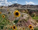 Sun Flowers in the Badlands