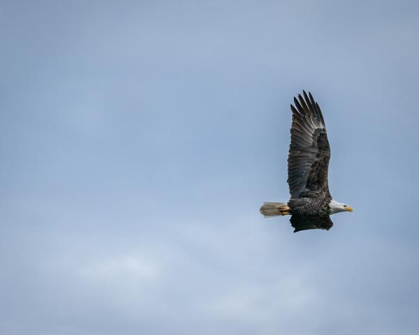 Feathers Flying