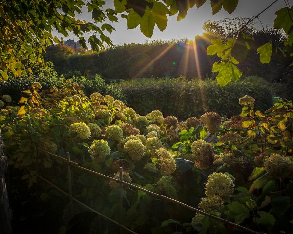 Sun Through the Garden