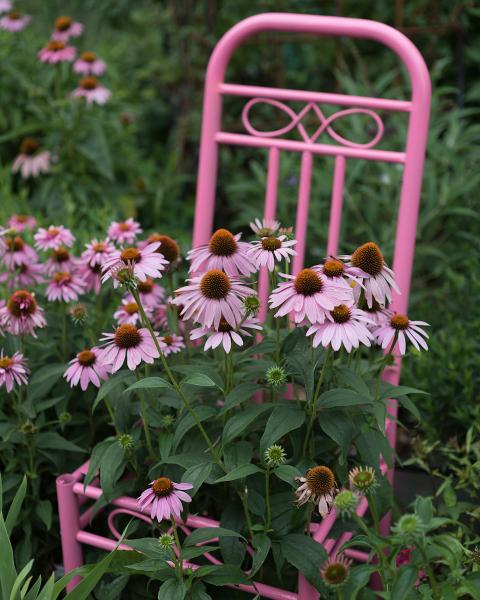 Pink Coneflowers and chair