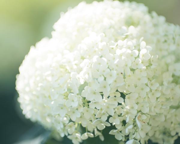 White Hydrangea