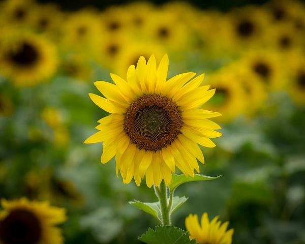 Sunflower Summer