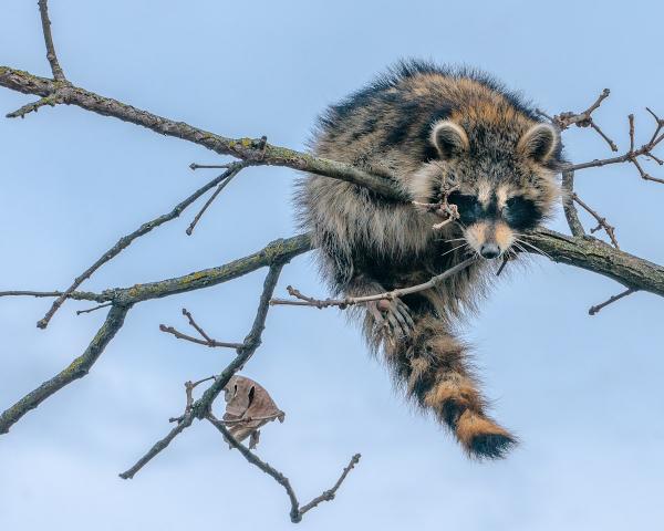 Rocky Raccoon picture