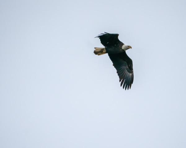 Bird’s Eye View picture